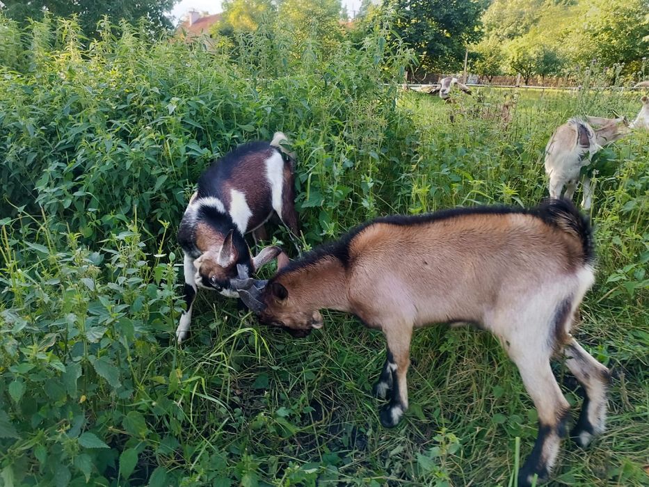Koźlaki tegoroczne koziołki