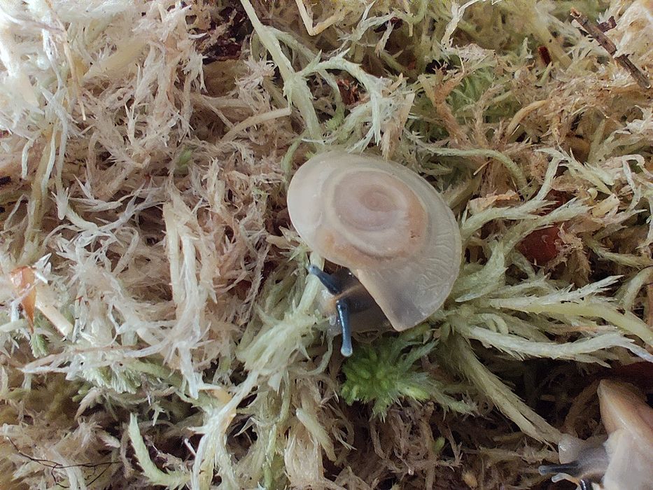 Улитки караколусы альбино шелл