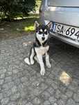 Sprzedam szczeniaka rasy syberian Husky z rodowodem