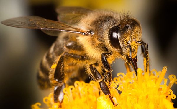 Продам бджоли, бджолопакеты