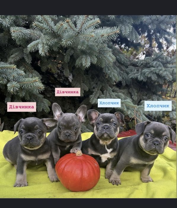 Французи дівчинка , хлопчик голубий окрас