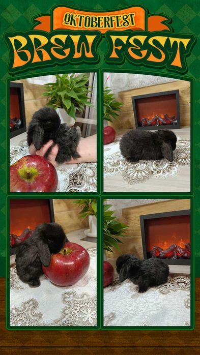 Mini Lopy baranki królik karzełek .Hodowla zarejestrowana KZHK