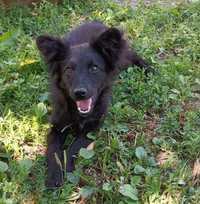 Чудова чорненька собачка шукає дім!
