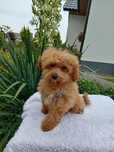 Piesek Maltipoo F1b, badania