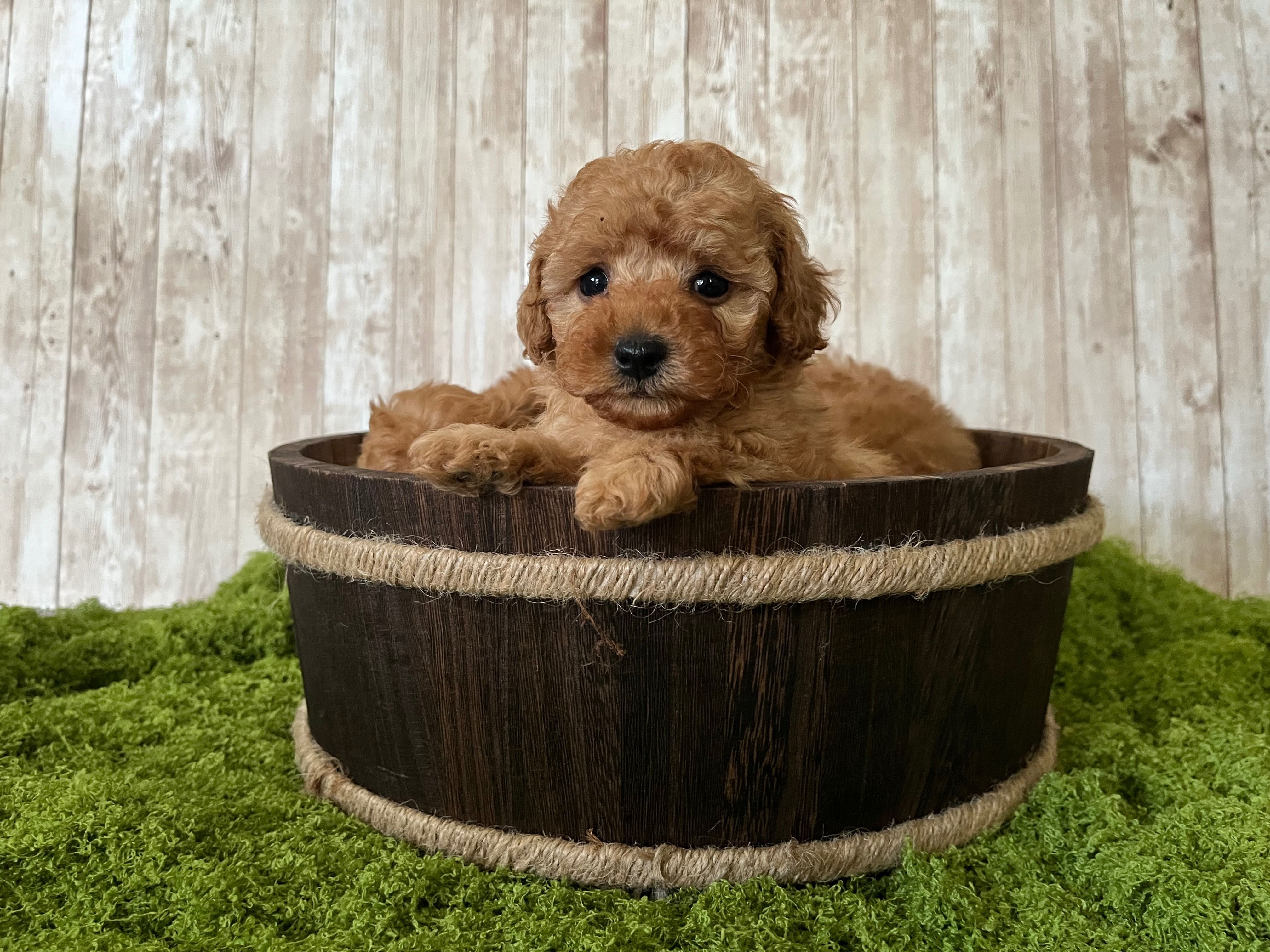 Piesek pudel toy red