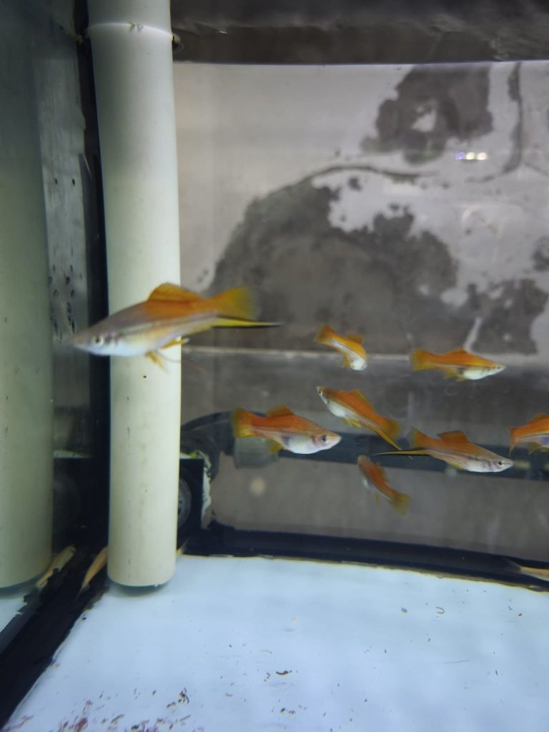 Peixes aquário água quente