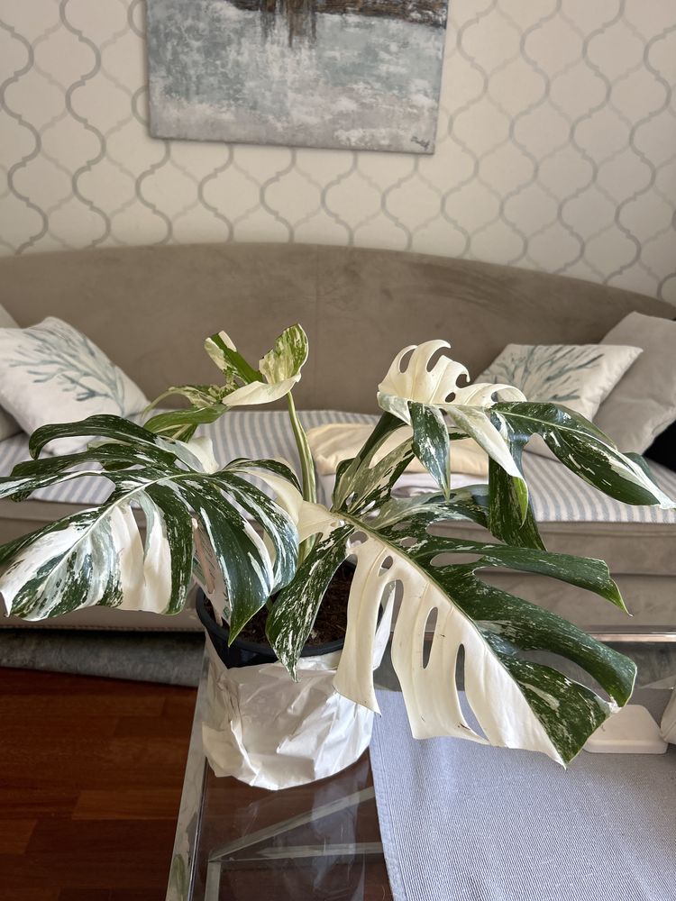 Monstera  variegata