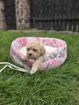 Śliczna sunia maltipoo