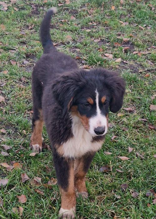 Szczenięta po berneński pies pasterski