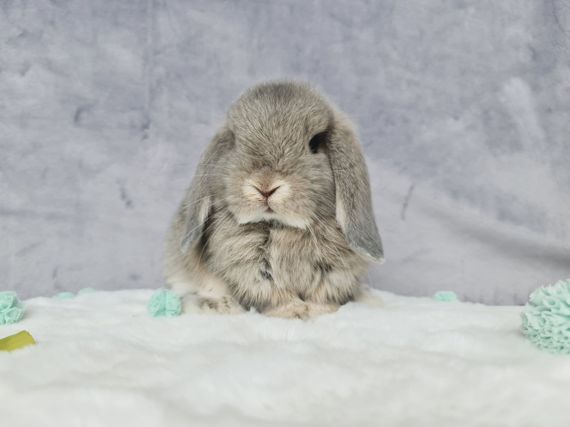 Mini lop królik króliczek miniaturka baranek gotowy na odbiór