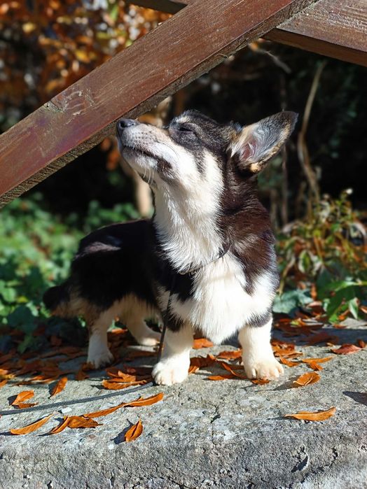 Триколорна дівчинка коргі пемброк