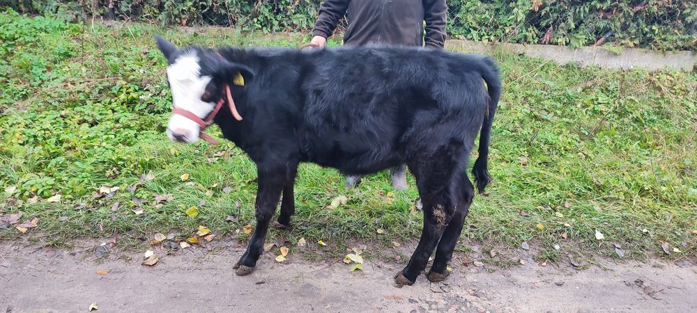 Sprzedam jałówkę MM