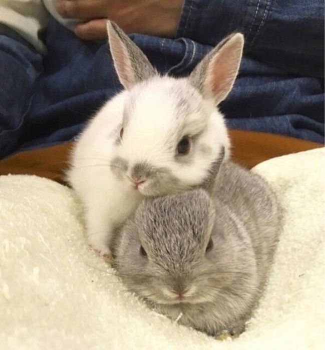 Декоративные кролики самые милые
