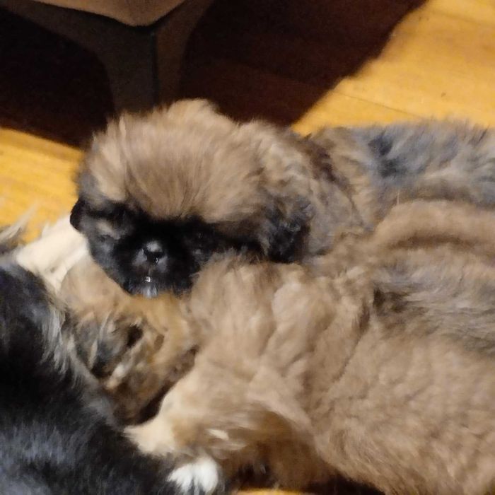 Małe Pekińczyki Szukają Domu