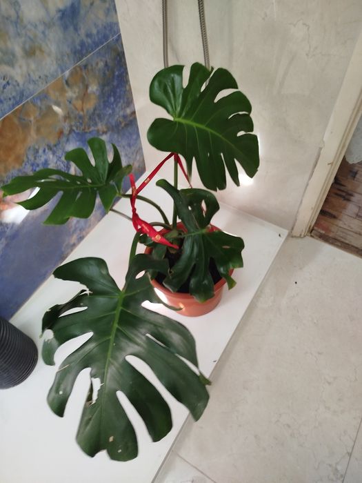 Planta natural Monstera deliciosa Costela -de -Adão