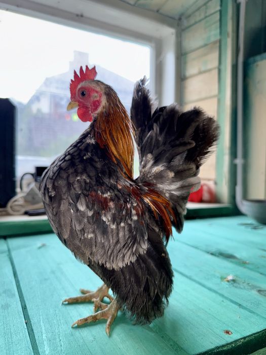 Serama Seramy Kura  Kogut Pary Para