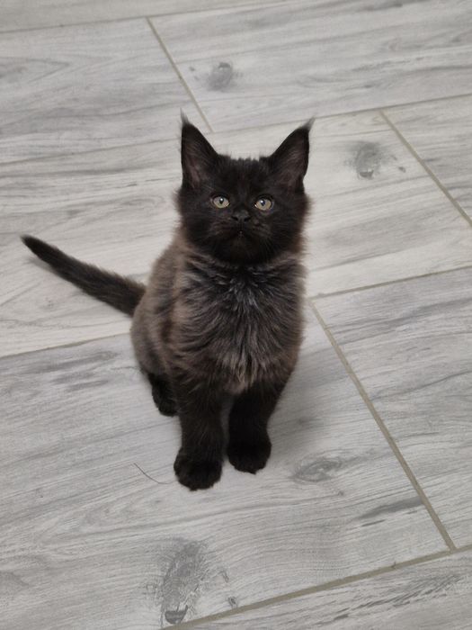 Kocurek maine coon MCO czarny wysrebrzony piękny