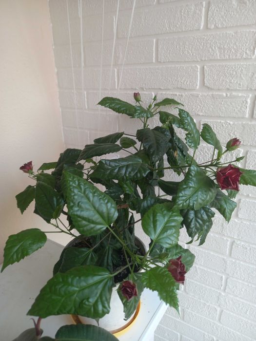 Китайская роза большая и маленькая, гибискус комнатный красный