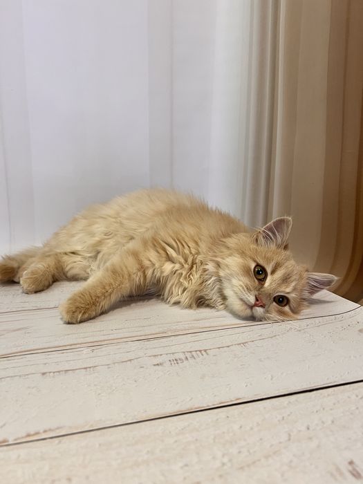 Кошеня 3,5 місяці