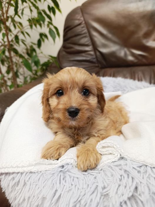 #suczka Cavapoo #