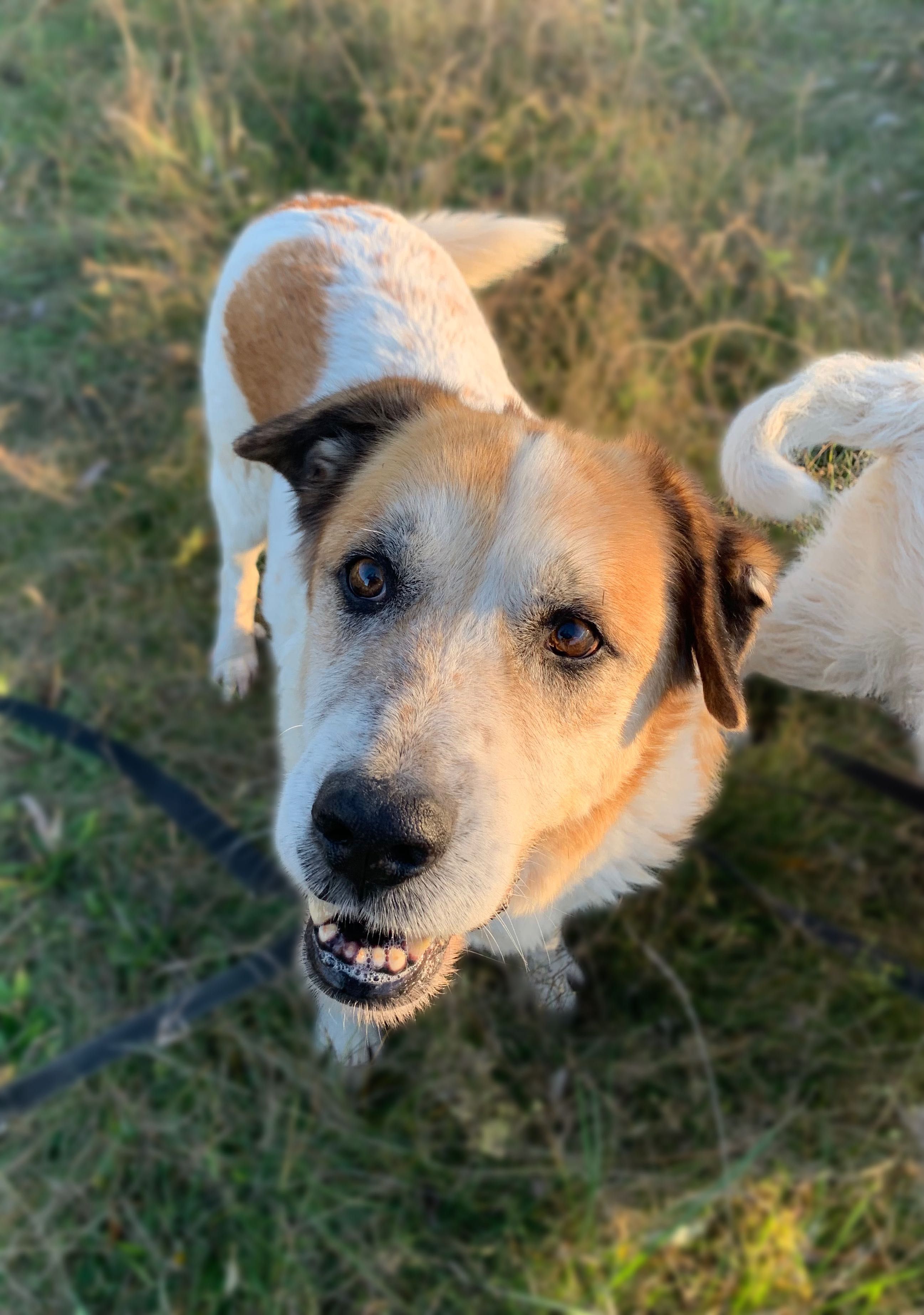 Pepko do adopcji