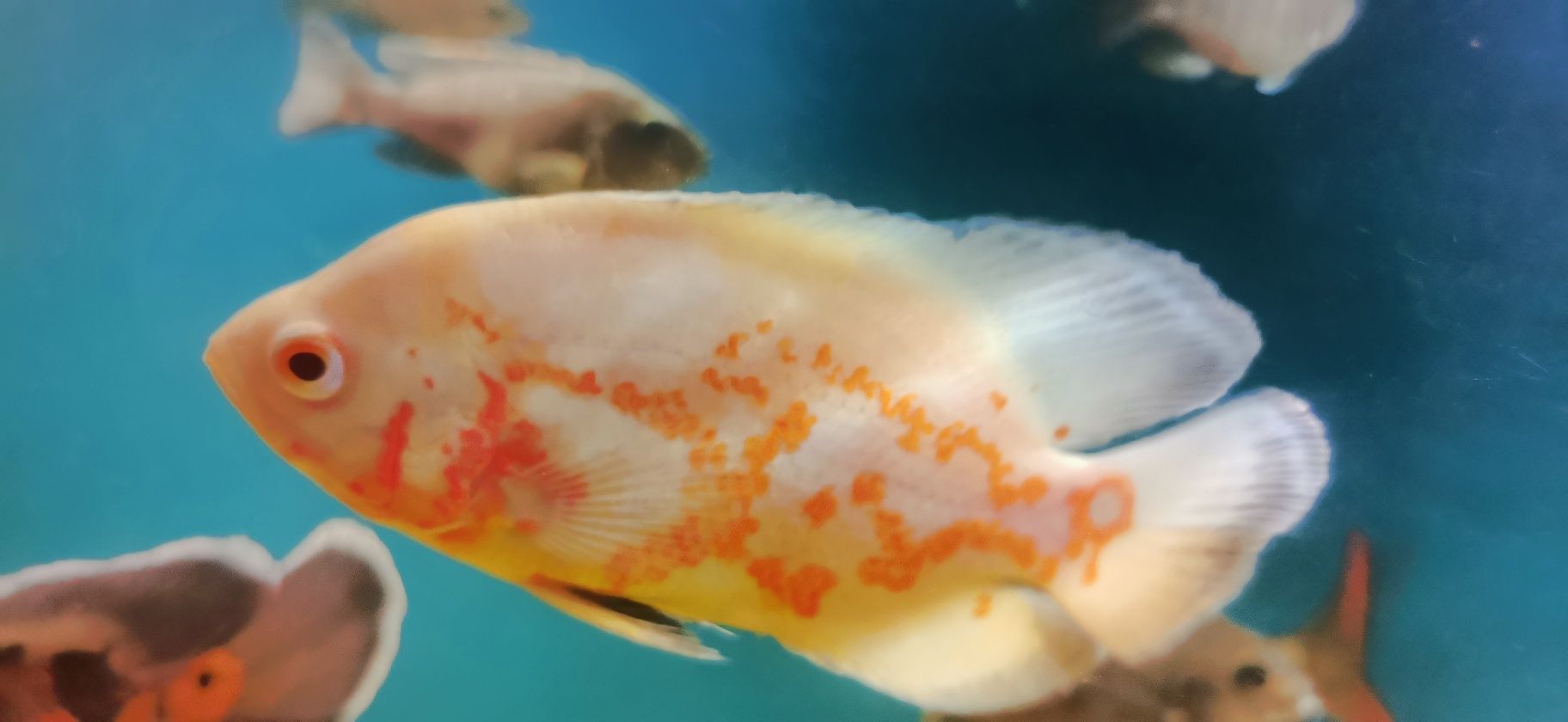 Pielęgnice pawiookie Red Oskar tajger red albino 10 - 16cm.