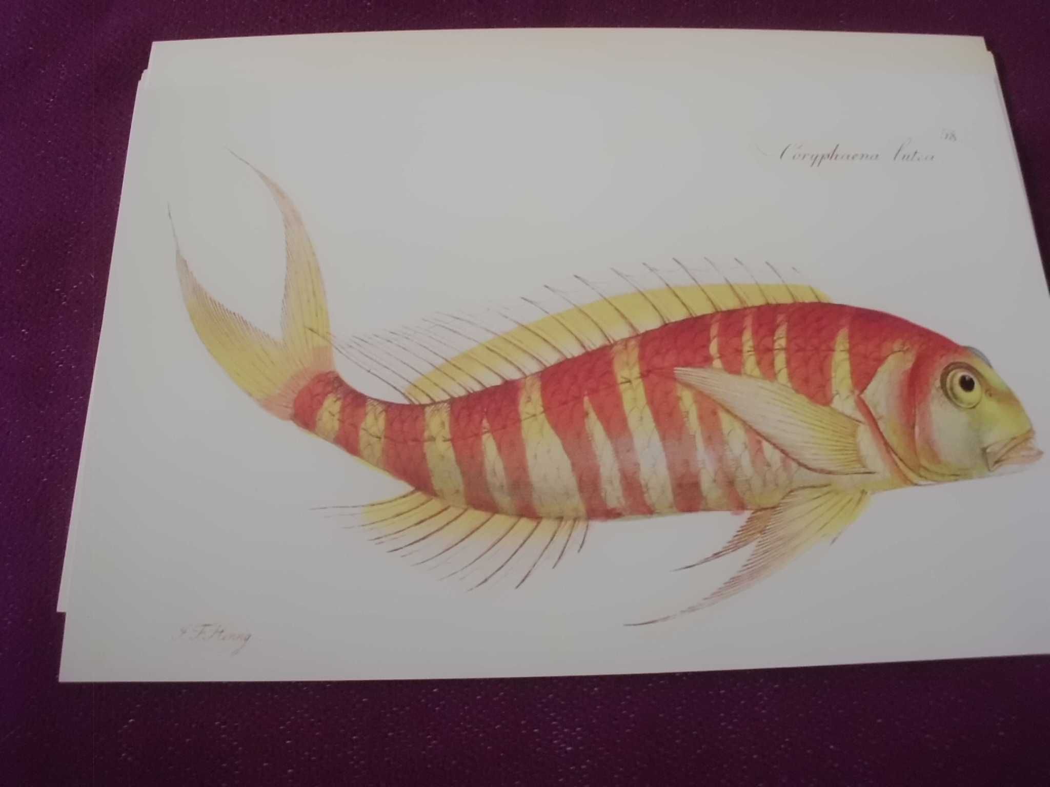Ryby  stara XIX w. grafika -reprint