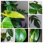 Zestaw×  11 filodendronow epipremnum scindapsus