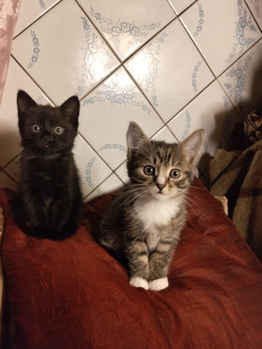 Віддам безкоштовно кошенят