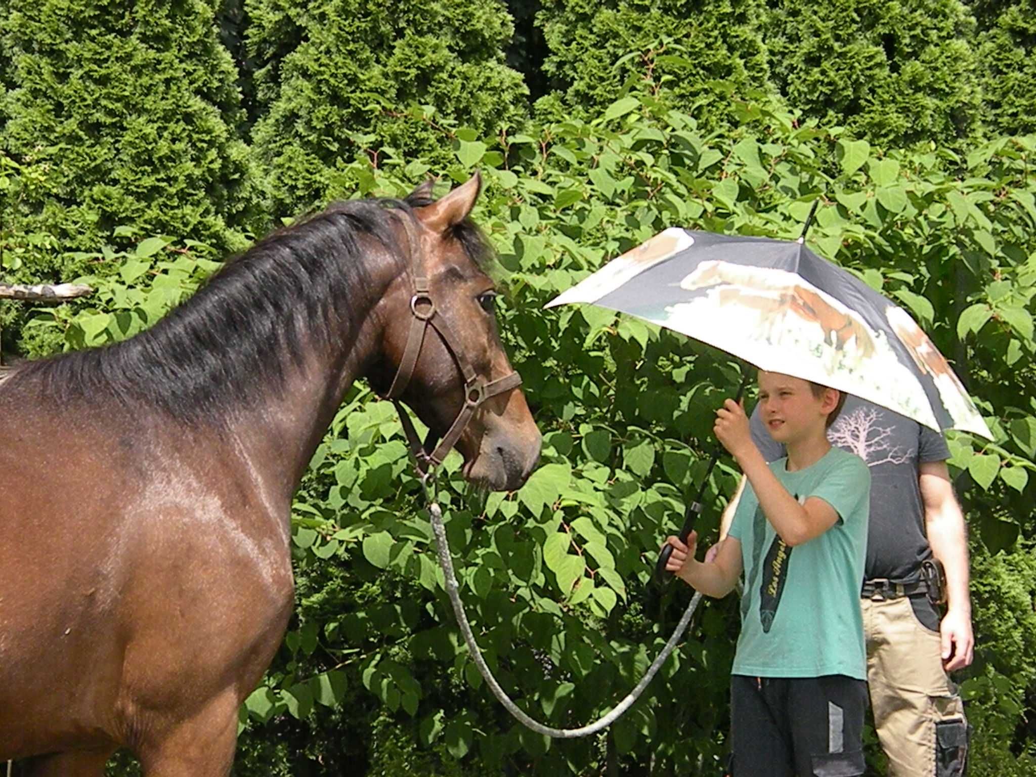 Tarantowaty wałach 1/2 appaloosa