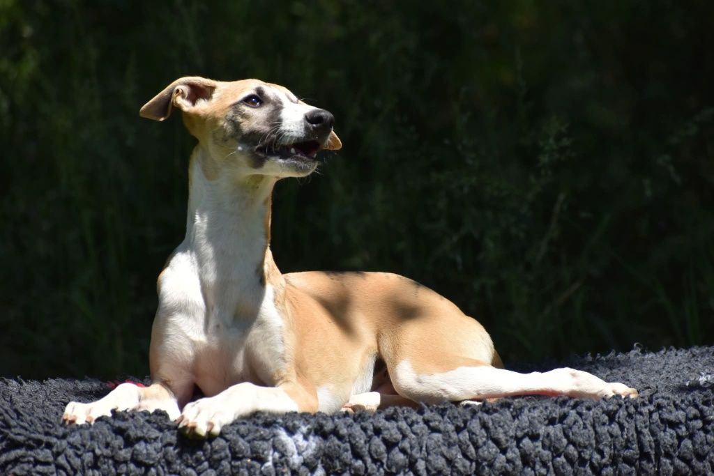 Chart angielski whippet - pies FCI/ZKwP