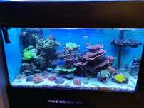 Akwarium morskie 500 L