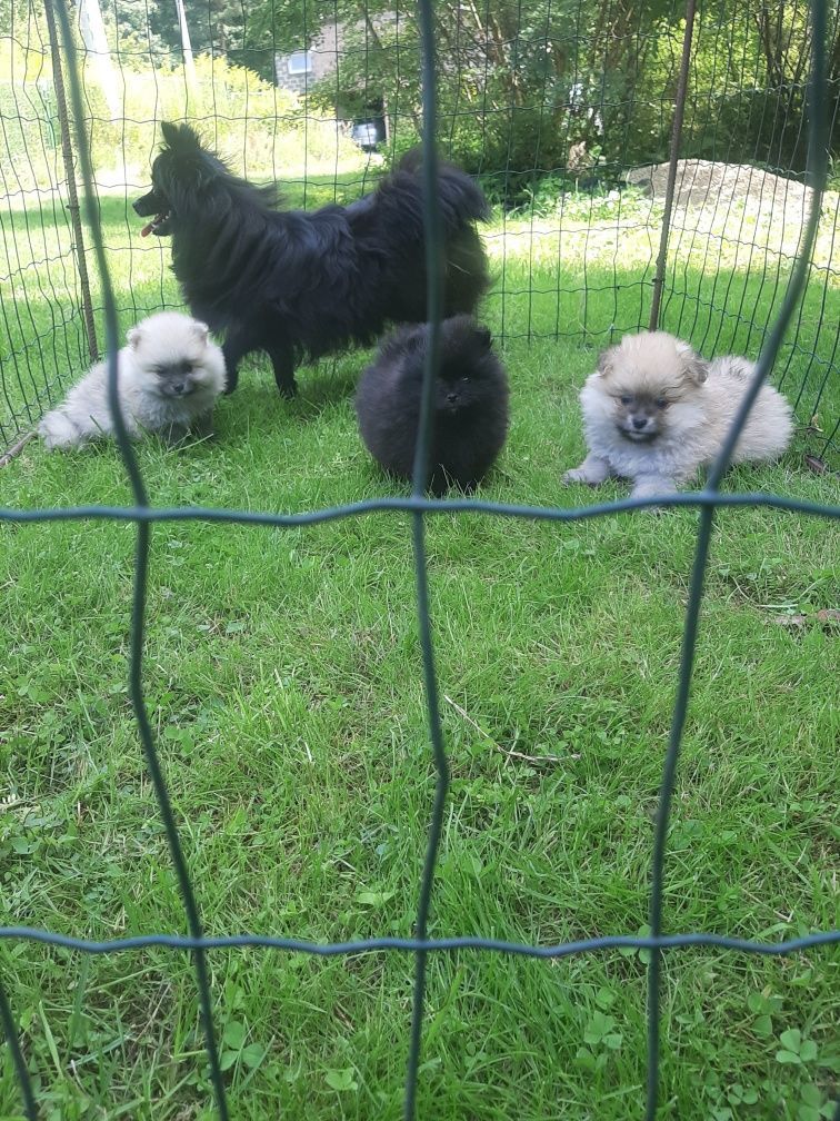 Szpic miniaturowy pomeranian