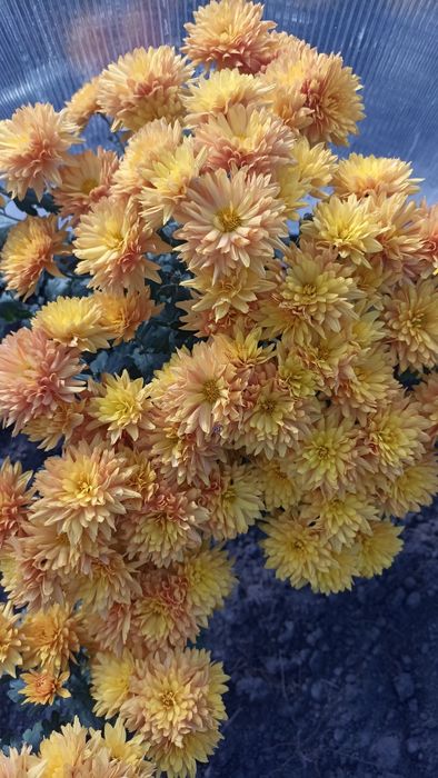 Хризантеми мультифлора