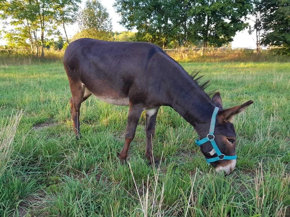 Sprzedam 3 letnią ośliczkę.