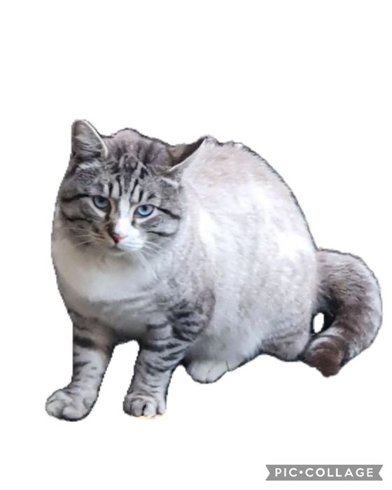 Знайдено блакитноокого кота метис тайського сіамського балінеза