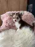 Chihuahua długowłosa suczka