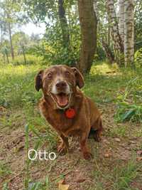 Otto czeka na dom...