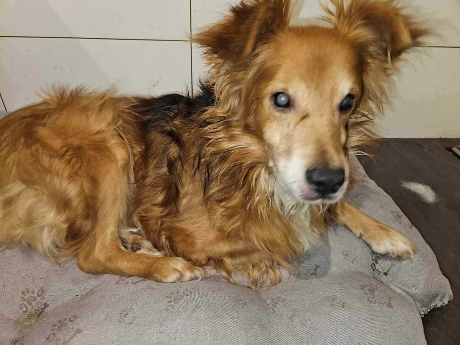 Lucky  niewidomy 5 letni piedek  uratuj aktualne