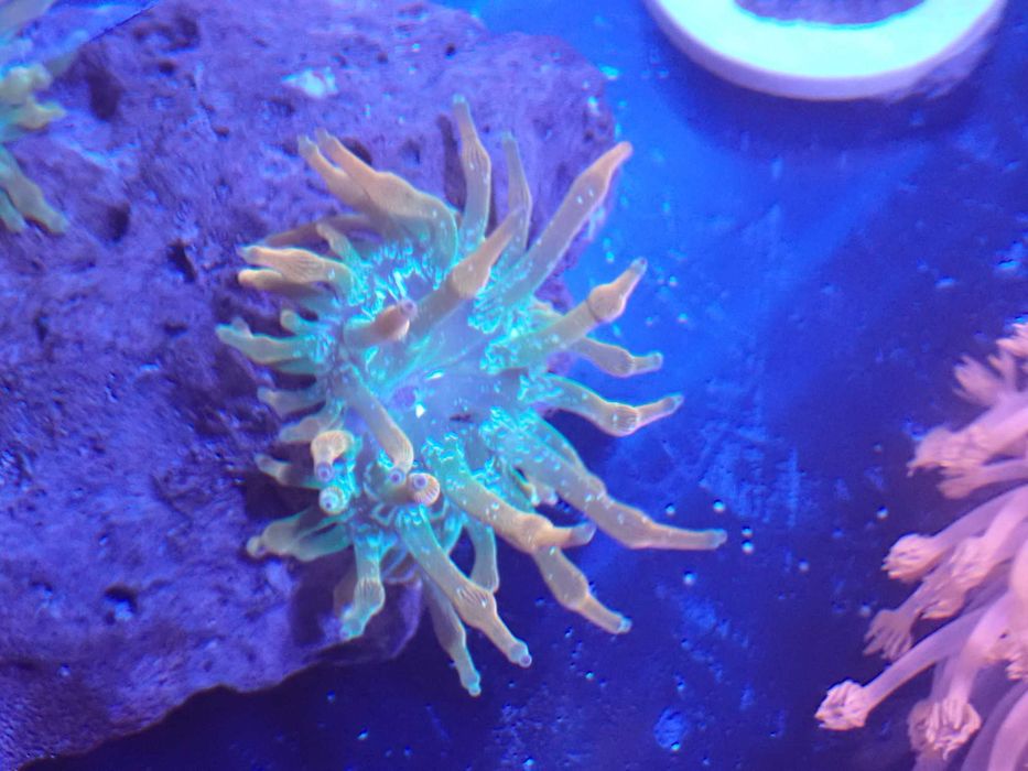 Ukwiał Entacmea quadricolor Rainbow