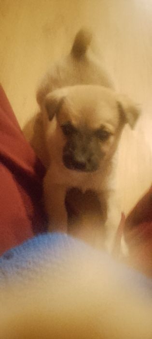 Szczeniaczek do oddania