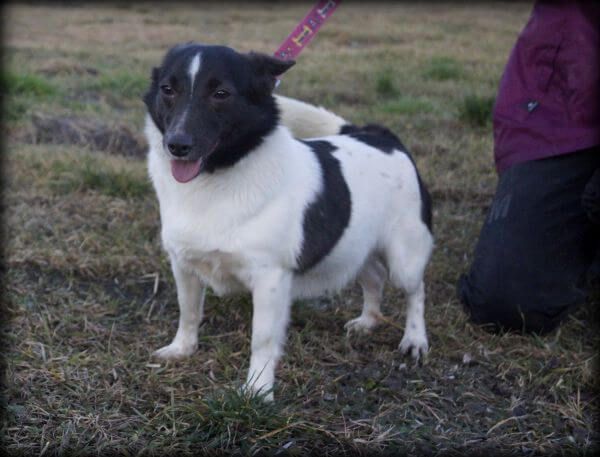 Kornelek - wrażliwy, mały psiak do adopcji