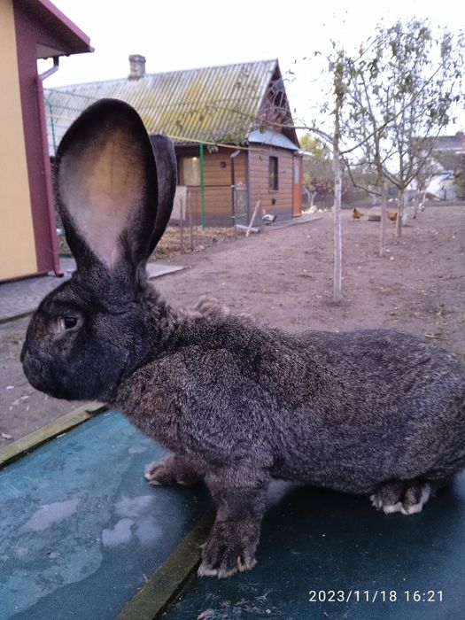 Більгійський велетень.
