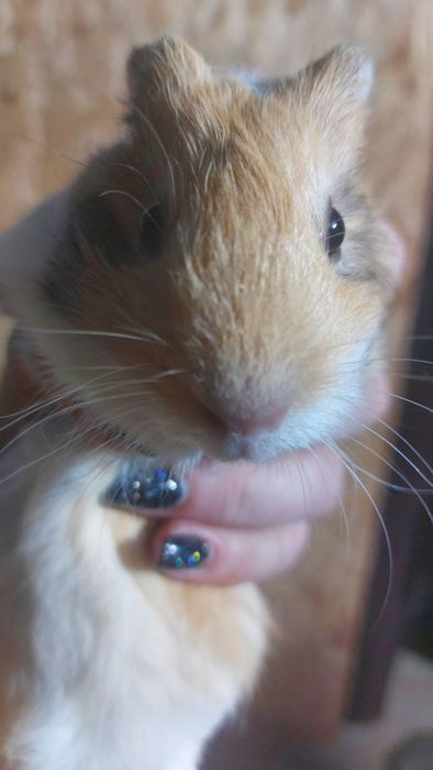 Морські свинки малята