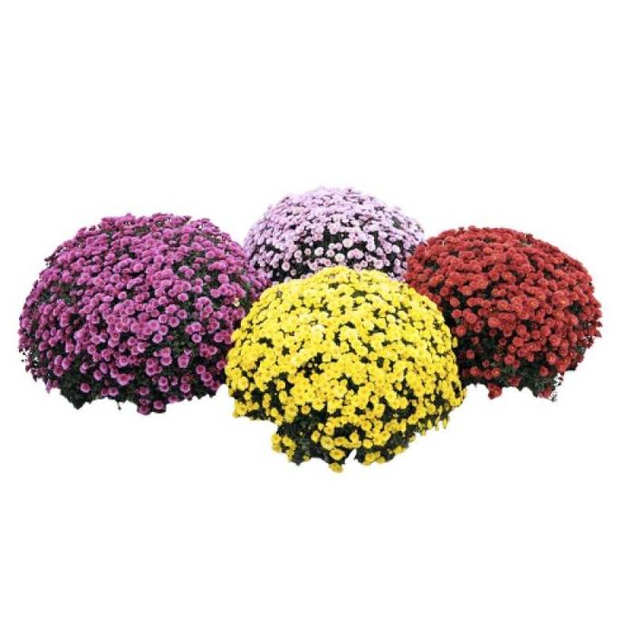 Chryzantemy drobne i wielkokwiatowe