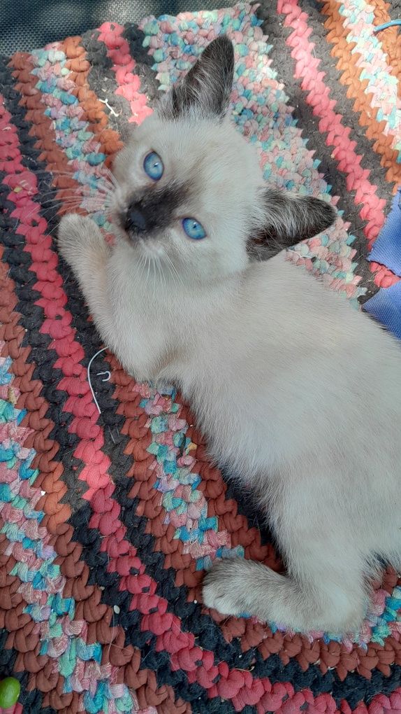 Duas gatinhas para adopção