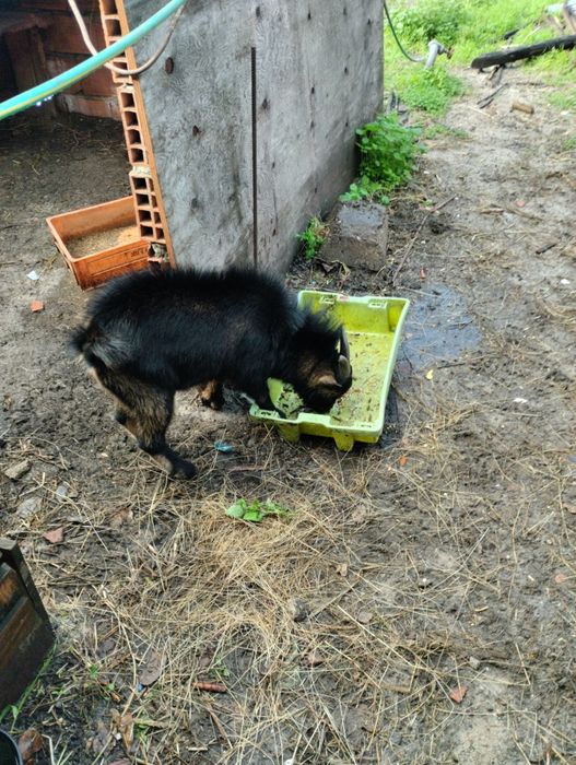 Cabritos Anões Machos