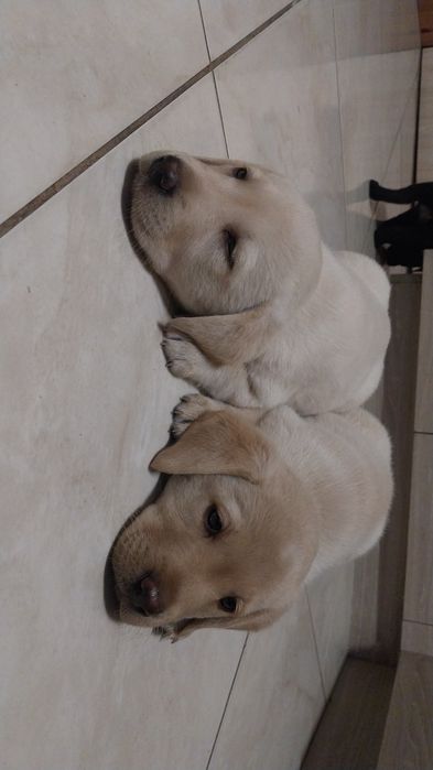 Szczeniak labradora