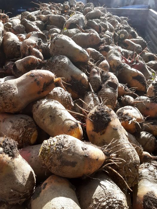 Buraki Pastewne świeżo kopane