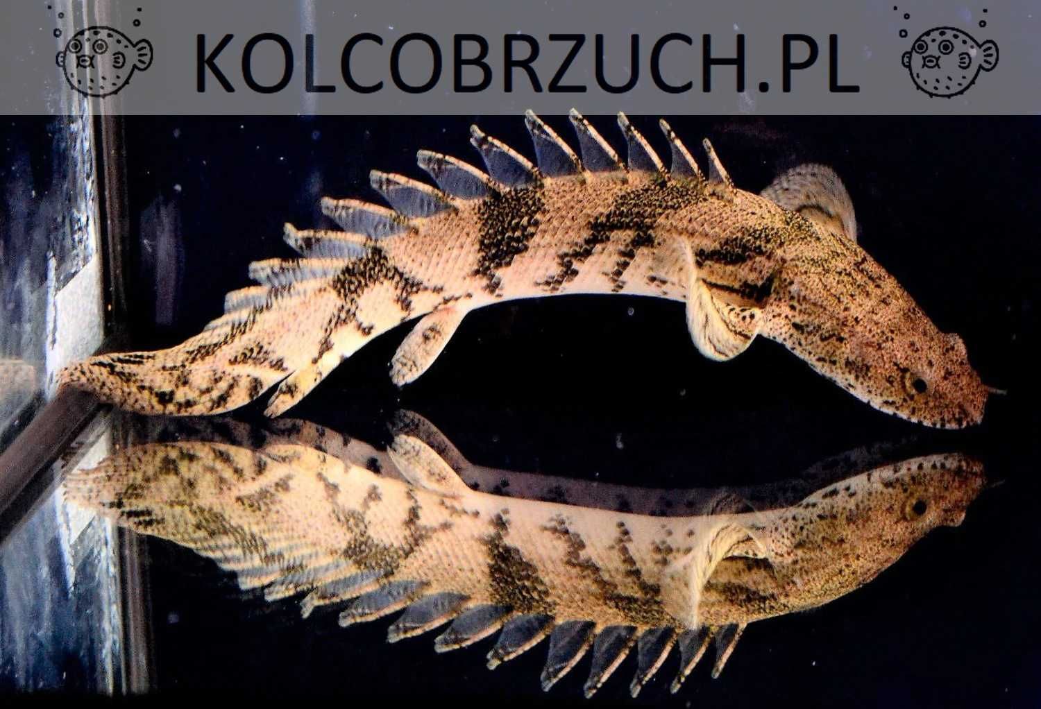 Wielopłetwiec afrykański - Polypterus endlicheri